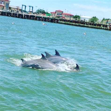 Baywatch dolphin tours - 1.2K views, 24 likes, 1 comments, 7 shares, Facebook Reels from Baywatch Dolphin Tours: Embracing the Serenity of Galveston's Burial at Sea Saying our farewells amidst the beauty of the open...